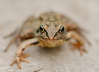 frog on black background