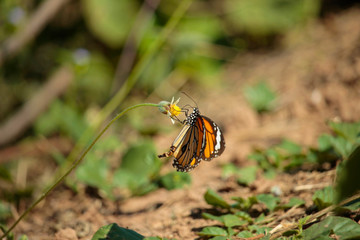 Butterfly with flowers with a blurred background.