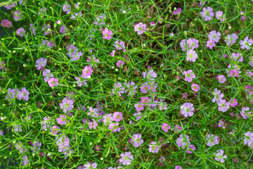 Blooming purple flower with dewdrops and green leaves，Cuphea hookeriana Walp.