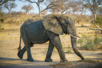elephants in kruger national park, mpumalanga, south africa 1