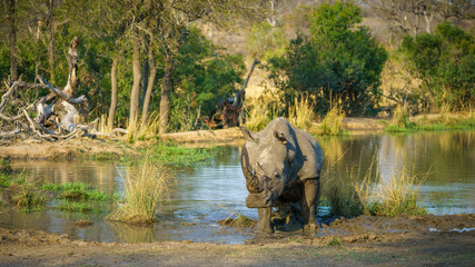 white rhino at a pond in kruger national park, mpumalanga, south africa 73