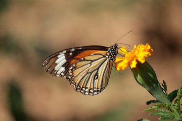 Butterfly with flowers with a blurred background.