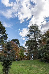 Fototapeta na wymiar bonito paisaje de los arboles verdes sobre cielo azul en el parque