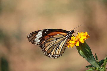 Butterfly with flowers with a blurred background.