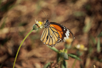 Butterfly with flowers with a blurred background.