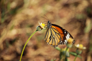 Butterfly with flowers with a blurred background.