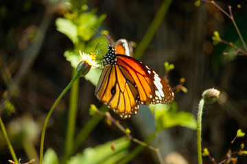 Butterfly with flowers with a blurred background.