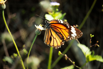 Obraz premium Butterfly with flowers with a blurred background.