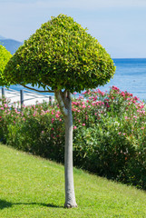 Tree and oleander flowers  in Kemer