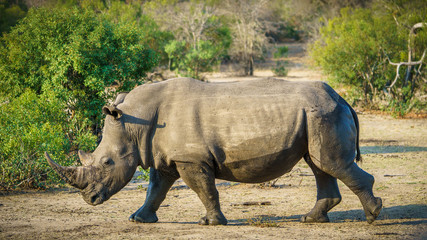 white rhino in kruger national park, mpumalanga, south africa 6