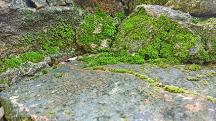 Moss wet surface old wall and old brickBackground 