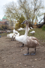  Swans and geese close-up on the background of the Vltava river in the Czech capital Prague.