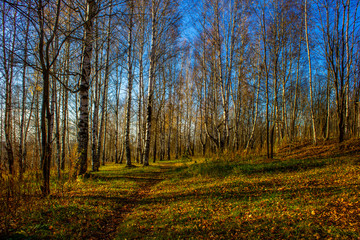 Beautiful birch grove with golden leaves in the autumn forest