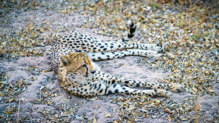 cheetah in kruger national park, mpumalanga, south africa