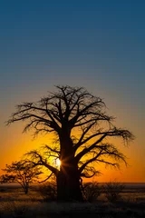 Foto op Canvas Yellow sunrise behind baobab tree on Kukonje Island © hannesthirion