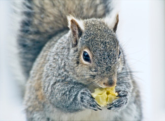 Squirrel eating a fruit