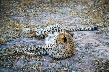 cheetah in kruger national park, mpumalanga, south africa