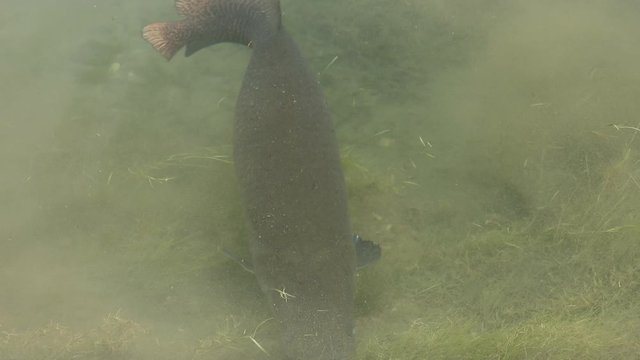 Arapaima fish on water edge