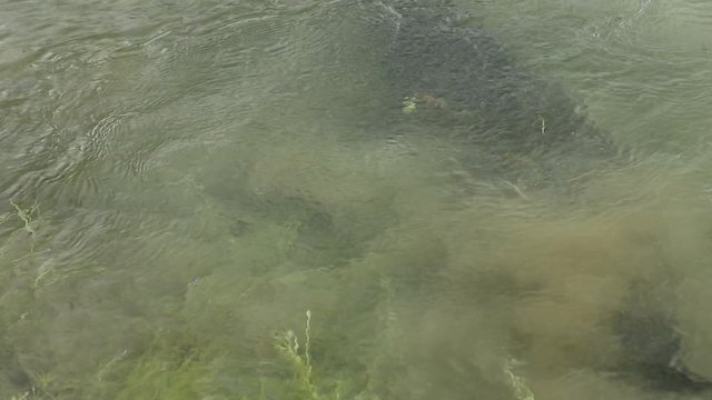 Arapaima fish extremely fast hunts another fish and leaves