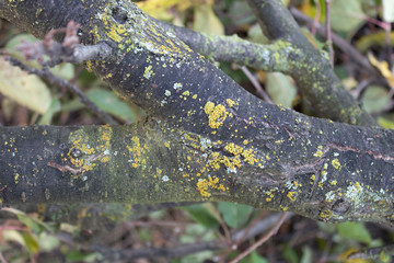 A large dark tree branch is affected by mosses and lichens.