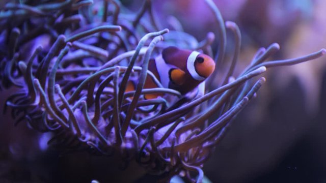 Anemone tentacles moving with ocean flow while a nemo clown fish swims around them