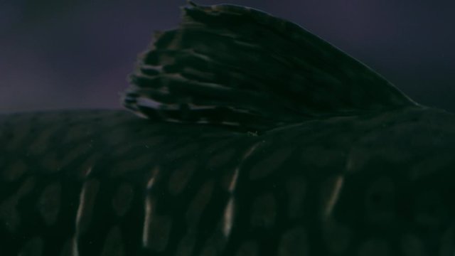 Spotted sorubim catfish (Pintado) closeup of spots and dorsal fin
