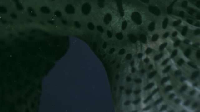 Spotted sorubim catfish (Pintado) details - closeup of back fin moving