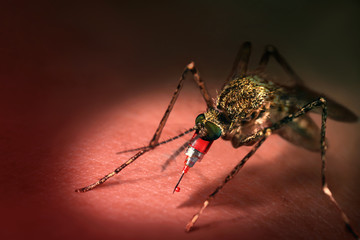 Mosquito with a syringe injection mouth