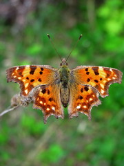 Butterfly Polygonia c-album macro