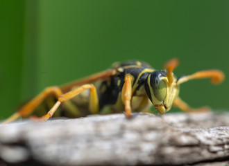 fly on leaf