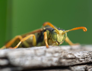 grasshopper on leaf