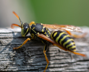 wasp on flower