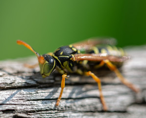 beetle on a leaf
