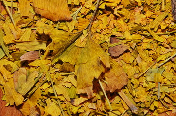 Dried ginkgo leaves on the table.