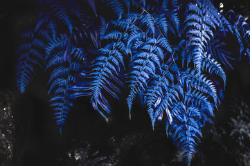 Color of the year 2020 classic blue,  ferns in the forest. Leaves texture, natural background.s of...