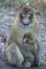 Macaca sylvanus, Baby mit Mutter