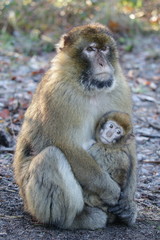 Berberaffen alt und jung, Macaca sylvanus