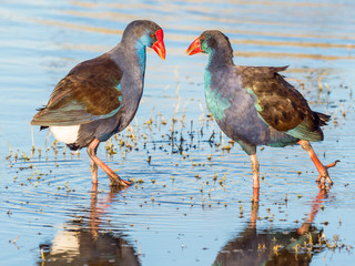 Purple Swamphen Interaction