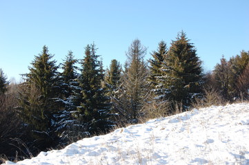 Winter cold day in fores.