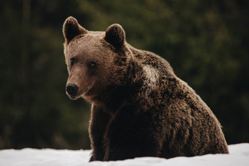 Wild brown bear in the forest,winter season.Romania,Transylvania.