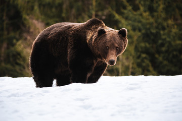 Portraif of a male brown bear in the wilderness forest.Romania,Transylvania.