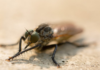 fly on leaf