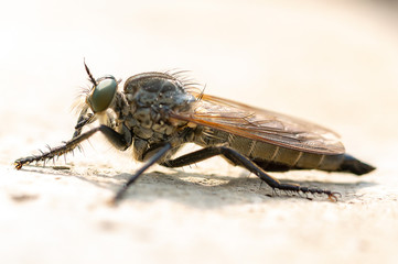fly on black background