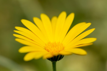 yellow flower on green background