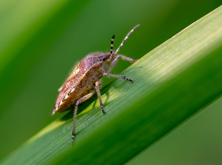 beetle on leaf