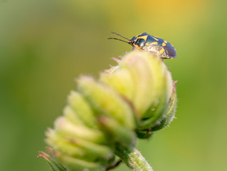 bug on flower