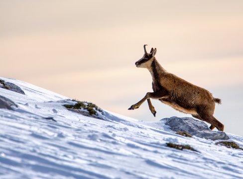 Chamois in the snow on the peaks of the National Park Picos de Europa in Spain.