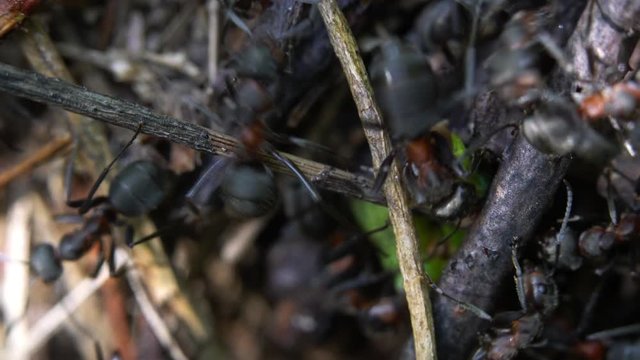 Ants putting butterfly caterpillar victim into hole anthill - (4K)