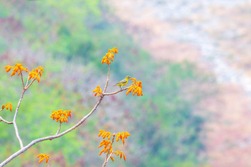 Obraz na płótnie Canvas Small wild colorful yellow bird on the colorful orange tree.