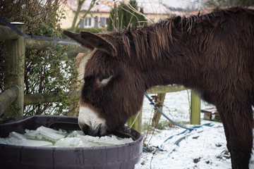 Donkey in winter